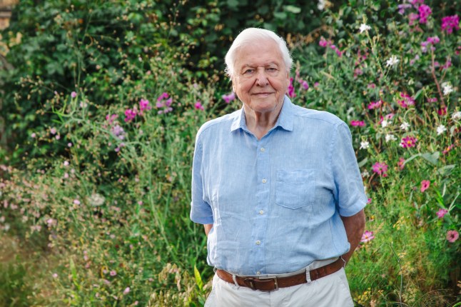 Sto let: v těchto dnech oslavil svoje životní jubileum britský dokumentarista a přírodovědec Sir David Attenborough